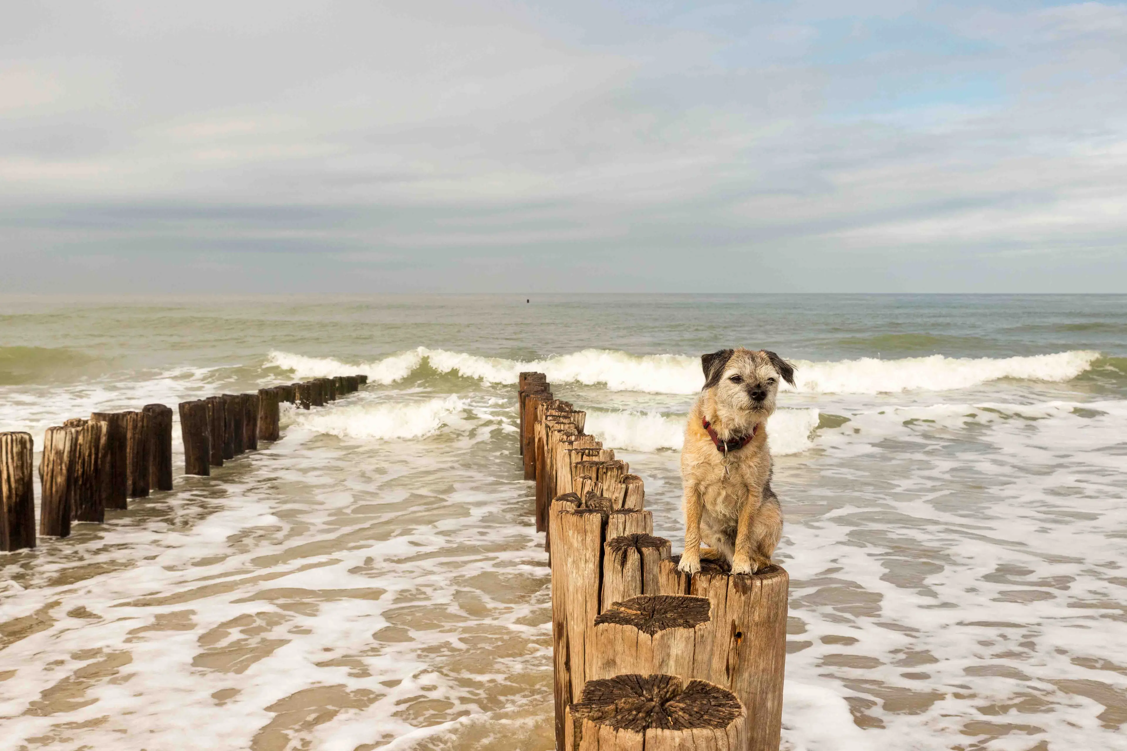 Hond strandpalen Domburg 1