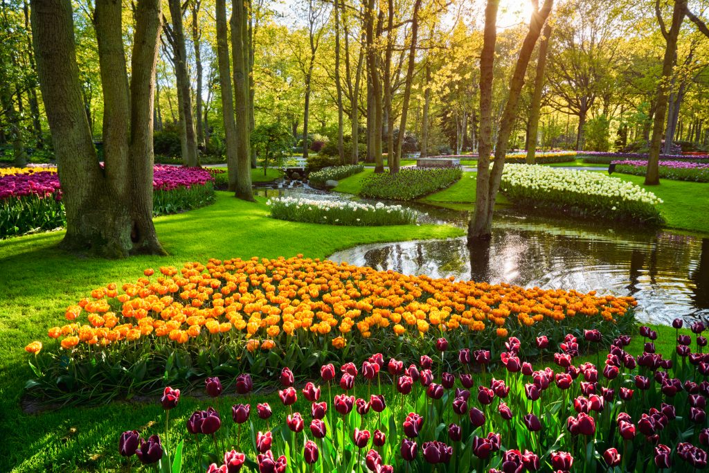 bigstock Keukenhof flower garden with b 273512215 1024x683