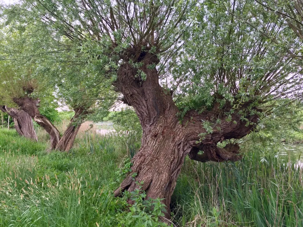 knotwilgenIJssel kopie